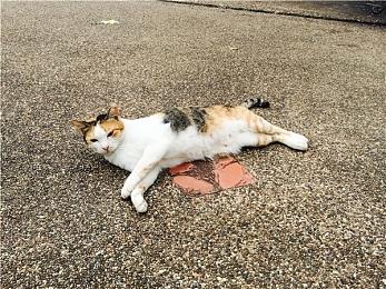 《FIFA 23》正式比赛日体验深度探讨预告发布